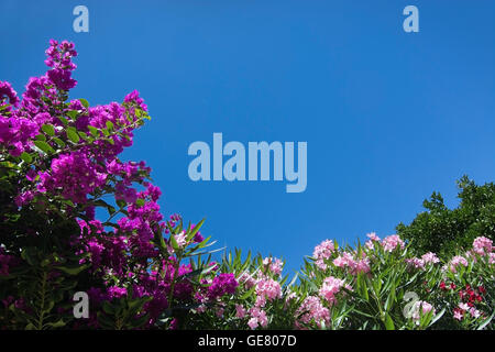 Rose Fleurs de bougainvilliers et de lauriers-roses fleurs contre le ciel bleu en Mallorca garden en juillet. Banque D'Images