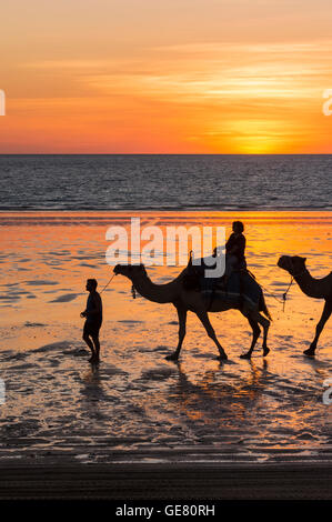 Chameaux sur la plage Cable au coucher du soleil, Cable Beach, Broome, Kimberley, Western Australia, Australia Banque D'Images