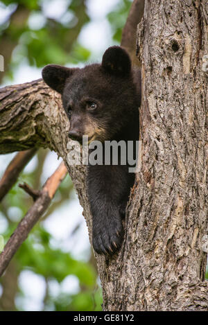 Black Bear cub Urus americanus reposant dans l'arbre d'Amérique du Nord Banque D'Images