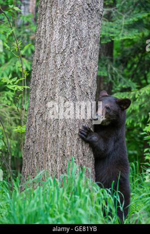 L'ours noir Urus yearling americanus, griffant tronc de l'arbre, en Amérique du Nord Banque D'Images