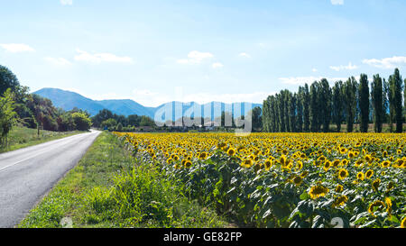 Champ de tournesols en été et ciel bleu, Italie Umbria Banque D'Images