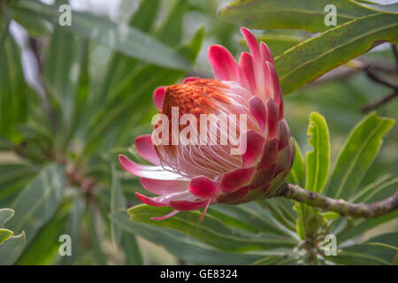 Superbe rose, rouge, orange et blanc naturel Protea contre le feuillage vert en arrière-plan dans les montagnes du Drakensberg Banque D'Images