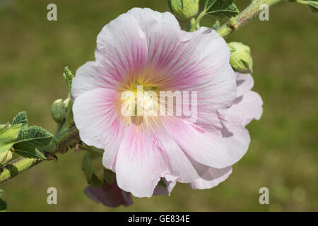 Blanc, rose, fleur d'hibiscus blossom closeup Banque D'Images