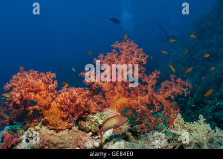 Coraux Mous, Dendronephthya speciosa, Nephtheidae, Mer Rouge, Charm el-Cheikh, Egypte Banque D'Images