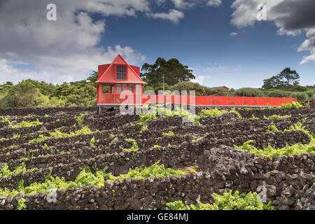 Musée du vin à Madalena do Pico, dans l'île de Pico / Açores. Le vin est cultivé dans les roches volcaniques square. Banque D'Images