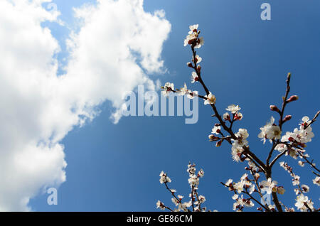 Spitz an der Donau : abricot fleurs arbres arbre Marille, Autriche, Niederösterreich, Autriche, Wachau Banque D'Images