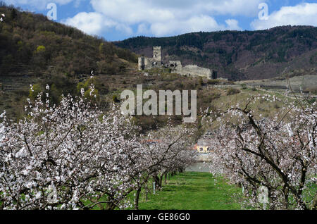 Spitz an der Donau : abricotiers, Hinterhaus Château, Autriche, Niederösterreich, Autriche, Wachau Banque D'Images