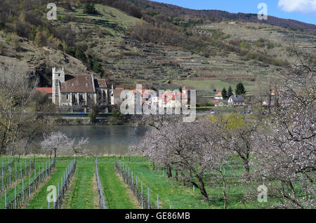 Weißenkirchen in der Wachau : abricotier en fleur , le Danube et l'église fortifiée Saint Michel, l'Autriche, Niederösterrei Banque D'Images