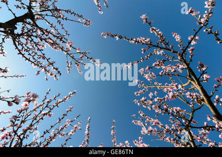 Spitz an der Donau : abricot fleurs arbres arbre Marille, Autriche, Niederösterreich, Autriche, Wachau Banque D'Images