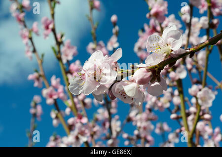 Spitz an der Donau : abricot fleurs arbres arbre Marille, Autriche, Niederösterreich, Autriche, Wachau Banque D'Images