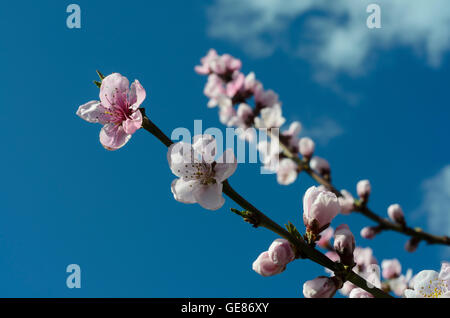 Spitz an der Donau : abricot fleurs arbres arbre Marille, Autriche, Niederösterreich, Autriche, Wachau Banque D'Images