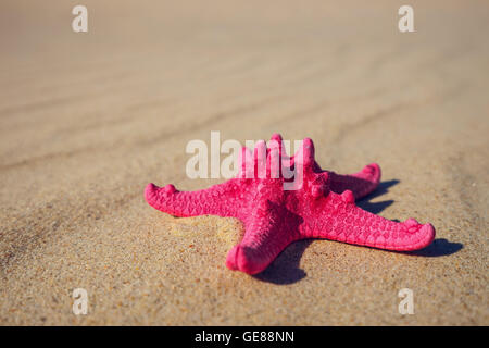 Coquilles de mer jaune avec du sable et de la mer en arrière-plan Banque D'Images