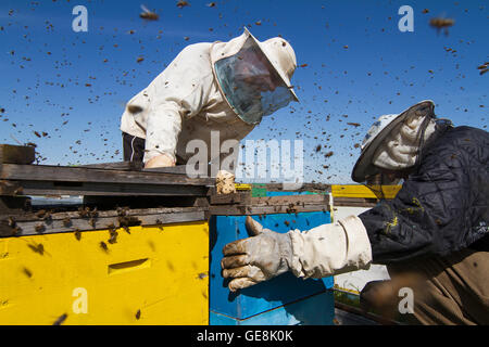Vue de face horizontal deux apiculteurs travaillant le miel d'une ruche avec des abeilles l'essaimage autour d'eux Banque D'Images