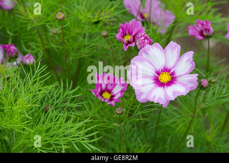 Cosmos Bipinnatus Capriola. Fleur aster mexicain Banque D'Images