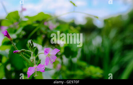 Jolies fleurs lilas en été, par le côté d'une rivière. Banque D'Images