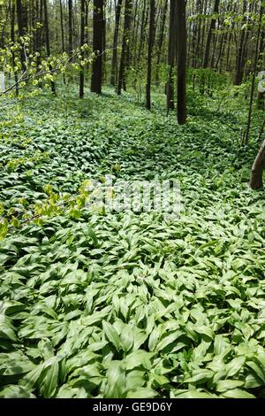 L'ail sauvage dans la forêt en croissance Banque D'Images