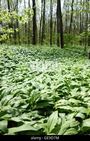 L'ail sauvage dans la forêt en croissance Banque D'Images