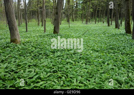 L'ail sauvage dans la forêt en croissance Banque D'Images