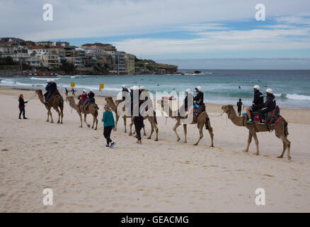 Sydney, Australie. 24 juillet, 2016. Les touristes monter des chameaux à Bondi Beach à Sydney, Australie, le 24 juillet 2016. Les chameaux ont été importés en Australie au xixe siècle pour le transport et les travaux lourds dans l'outback. Avec l'introduction du transport motorisé au début du xxe siècle, ils ont été relâchés dans la nature. L'Australie a maintenant la plus grande population de chameaux dans le monde. © Jingyun Business Zhu/Xinhua/Alamy Live News Banque D'Images