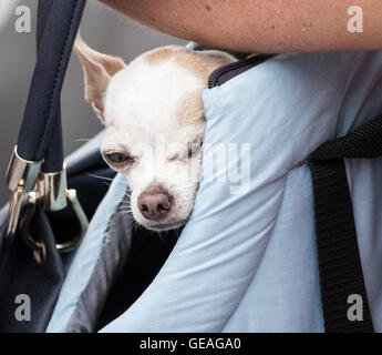 Une femme portant petit chien chihuahua en sac d'épaule. Banque D'Images