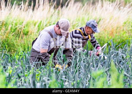 Les banques, Lancashire, Royaume-Uni. Le 25 juillet, 2016. Météo France : les travailleurs agricoles de l'UE 25-07-16. Les ouvriers agricoles de l'UE sélectionner et couper le poireau salade prête à livrer à des chaînes de supermarchés dans tout le Royaume-Uni. Les travailleurs saisonniers migrants en provenance de l'Union européenne sont l'épine dorsale de Southport's salad cercle. Ces très travailleurs européens se lèvent tôt pour préparer la salade cultures pour le marché de l'alimentation nationale. Souvent vivre et travailler sur la ferme, beaucoup sont maintenant 'Post' Brexit inquiète à propos de leur futur emploi dans le secteur agricole du Royaume-Uni. Credit : Cernan Elias/Alamy Live News Banque D'Images