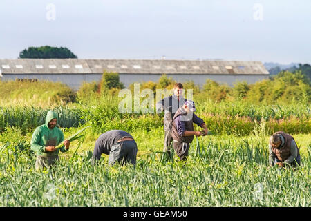 Banks, Lancashire, Royaume-Uni. 25 juillet 2016. Météo au Royaume-Uni : les ouvriers agricoles nationaux de l'UE ramassent et coupent les poireaux de salade prêts à être livrés aux chaînes de supermarchés dans tout le Royaume-Uni. Les travailleurs saisonniers migrants de l'Union européenne sont l'épine dorsale du cercle des salades de Southport. Ces européens qui travaillent très dur se lèvent tôt pour préparer les cultures de salades pour le marché alimentaire national. Souvent vivant et travaillant à la ferme, beaucoup sont maintenant inquiets «post Brexit» quant à leur futur emploi dans le secteur agricole britannique. Crédit : Cernan Elias/Alamy Live News Banque D'Images