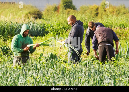 Les banques, Lancashire, Royaume-Uni. Le 25 juillet, 2016. Météo France : les travailleurs agricoles de l'UE 25-07-16. Les ouvriers agricoles de l'UE sélectionner et couper le poireau salade prête à livrer à des chaînes de supermarchés dans tout le Royaume-Uni. Les travailleurs saisonniers migrants en provenance de l'Union européenne sont l'épine dorsale de Southport's salad cercle. Ces très travailleurs européens se lèvent tôt pour préparer la salade cultures pour le marché de l'alimentation nationale. Souvent vivre et travailler sur la ferme, beaucoup sont maintenant 'Post' Brexit inquiète à propos de leur futur emploi dans le secteur agricole du Royaume-Uni. Credit : Cernan Elias/Alamy Live News Banque D'Images
