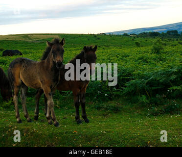 Deux poulains Dartmoor jouer & apprendre ensemble comment vivre et survivre sur Dartmoor robuste Banque D'Images