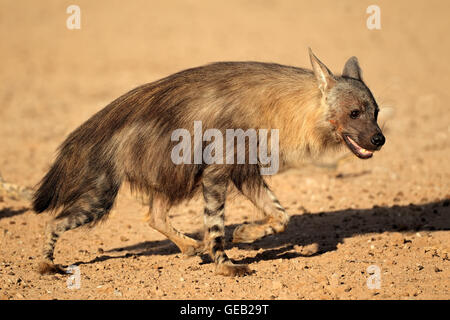 Alert hyène brune (Hyaena brunnea), désert du Kalahari, Afrique du Sud Banque D'Images