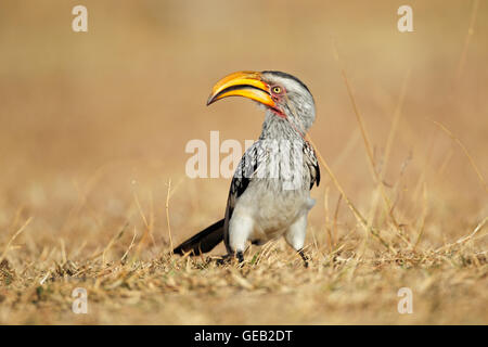 Calao à bec jaune (Tockus flavirostris) assis sur le sol, l'Afrique du Sud Banque D'Images