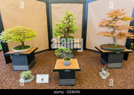 Une impressionnante manifestation de bonsaïs dans le Chapiteau au Floral 2016 RHS Malvern Spring Show, Worcestershire, Angleterre, RU Banque D'Images