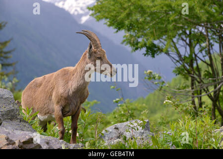 Femme de profil Bouquetin des Alpes (Capra ibex) dans les montagnes des Alpes, d'autour de chamonix-mont-blanc en France Banque D'Images