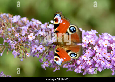 Papillon Paon européen (Inachis io) sur l'alimentation de l'été (lilas Buddleia) vu de dessus Banque D'Images