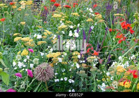 Garden designer Nigel Dunnett Jardins hêtre urbain en été au Barbican Estate dans la ville de London EC2Y UK KATHY DEWITT Banque D'Images