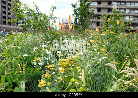 Garden designer Nigel Dunnett Jardins hêtre urbain en été au Barbican Estate dans la ville de London EC2Y UK KATHY DEWITT Banque D'Images