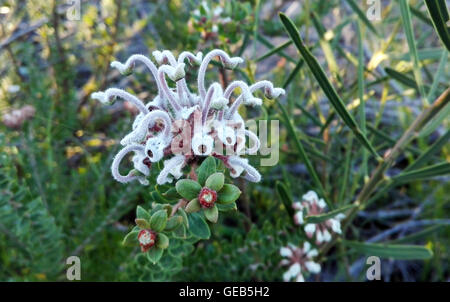 Grevillea buxifolia (Spider gris fleur ou Fort-leaved Grevillea) dans le Royal National Park, New South Wales, Australia Banque D'Images