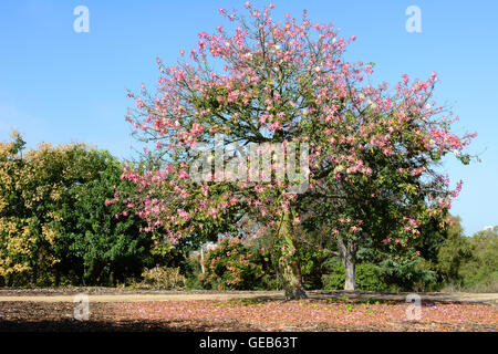 Arbre de soie (Chorisia speciosa, Kapo) un membre de la famille de baobab, au marais de San Joaquin's forêt urbaine. Banque D'Images