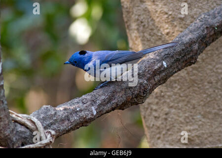 Un homme à cou noir Monarque (Hypothymis azurea) sur une petite branche dans la forêt en Thaïlande Banque D'Images