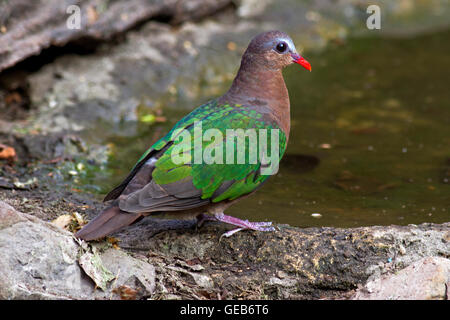 Une femelle Colombe émeraude (Chalcophaps indica) venant de boire d'une piscine des forêts dans l'ouest de la Thaïlande Banque D'Images