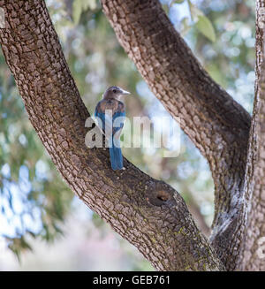 Scrub Jay Californie Alerte à Oak Woodlands. Banque D'Images