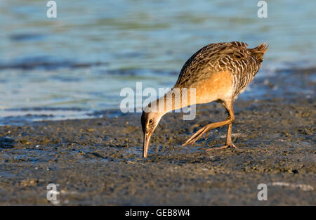 Râle gris (Rallus crepitans) à la recherche de nourriture au bord des marais boueux de marée, Galveston, Texas, États-Unis. Banque D'Images