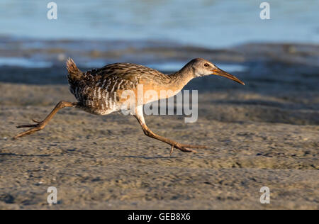 Râle gris (Rallus crepitans) longeant le bord de tidal marsh, Galveston, Texas, États-Unis. Banque D'Images