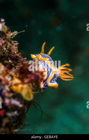 Chromodoris burni. Un nudi sur un shell. 20m de profondeur Banque D'Images