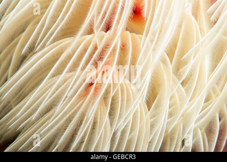 Protula bispiralis ver plumeau. 20m de profondeur. Banque D'Images