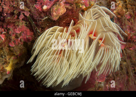 Protula bispiralis ver plumeau. 20m de profondeur. Banque D'Images
