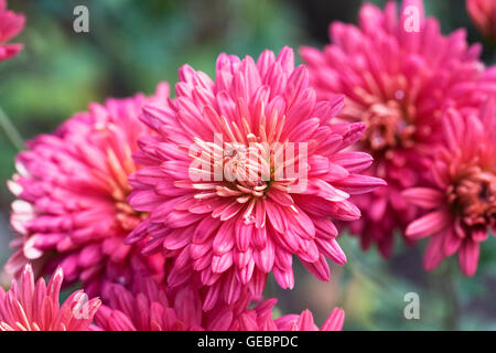 Chrysanthème Agnes Ann fleurs. Banque D'Images