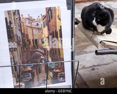 Un chat assis près d'une photo de Venise, Venise Italie Banque D'Images