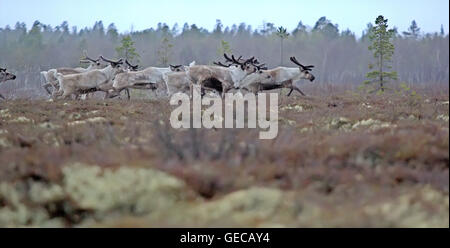 Huit rennes du Père Noël. Rennes dans les forêts et les marécages de la Laponie. Un troupeau de cerfs sur la tourbière haute Banque D'Images