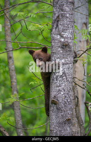 Black Bear cub, arbre d'escalade, la cannelle phase, Urus americanus, Amérique du Nord Banque D'Images