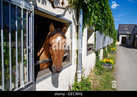 Un cheval alezan avec une étoile blanche à la recherche de son fort stable stable dans un cadre pittoresque avec une végétation luxuriante et de fleurs Banque D'Images